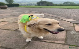 Golden Retriever dogs for stud: 5th Generation KC Registered TOO GOOD TO MISS STUD - Image 26
