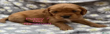 Lilly Cockapoo Puppy 7