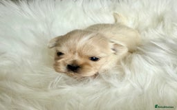 Shih Tzu dogs for sale: Stunning full Imperial Shih Tzu’s - Image 3