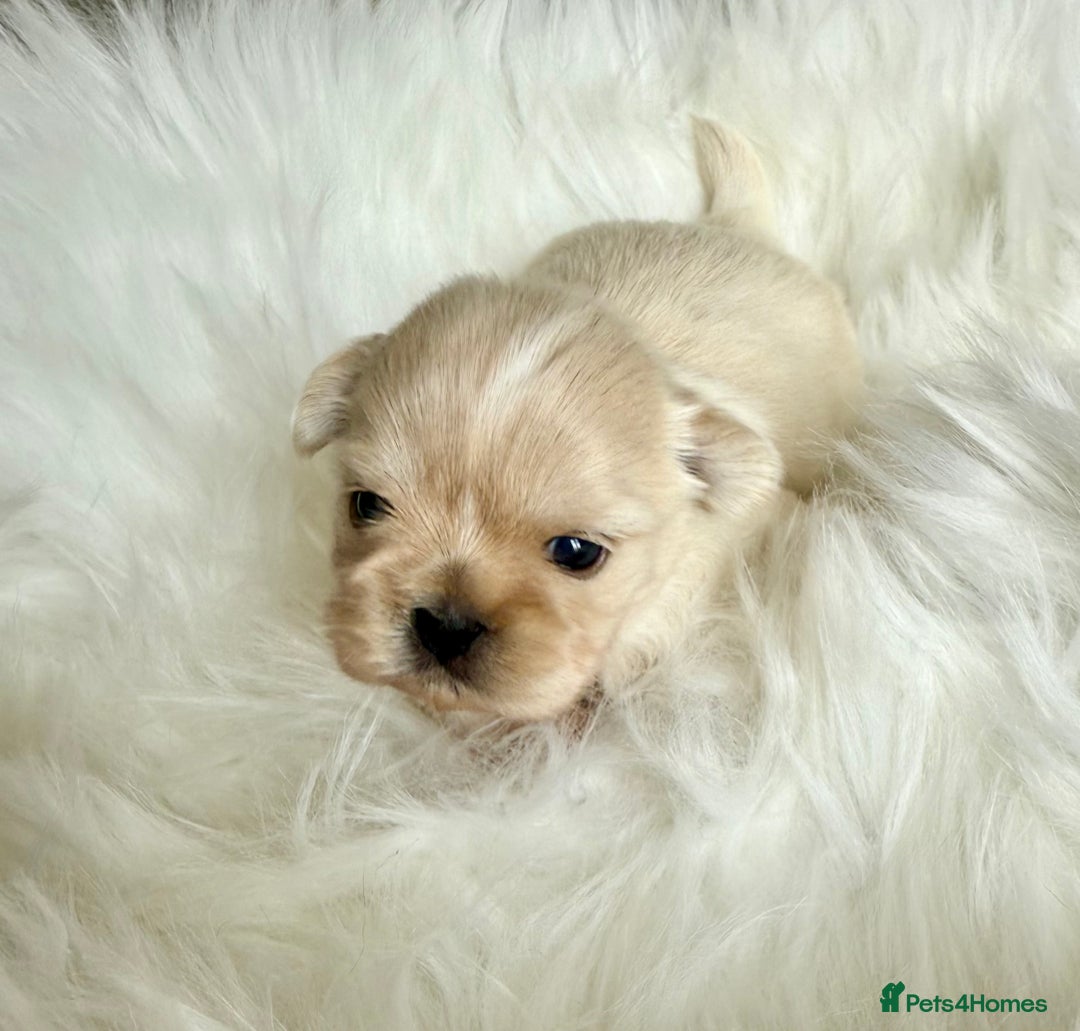 Shih Tzu dogs for sale: Stunning full Imperial Shih Tzu’s - Image 3
