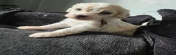 Mixed Breed dogs for sale: 9 Beautiful Cockerchon puppy's ready soon - Advert 5
