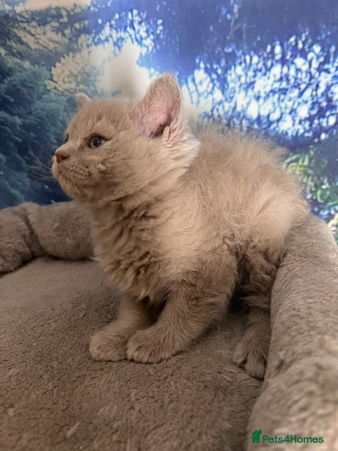 Selkirk Rex cats for sale: Gorgeous Selkirk Rex kittens - Image 21