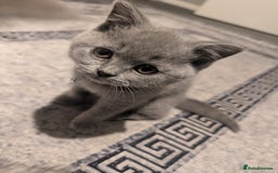British Shorthair cats for sale: British Short Hairs And White BSH - Image 6