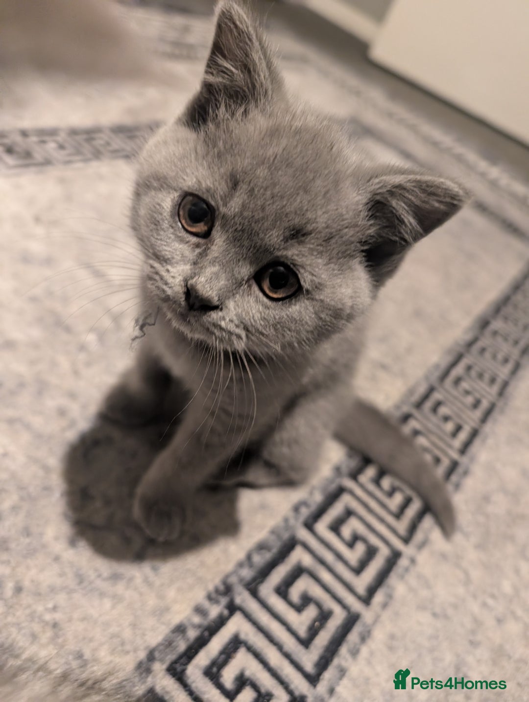 British Shorthair cats for sale: British Short Hairs And White BSH - Image 6