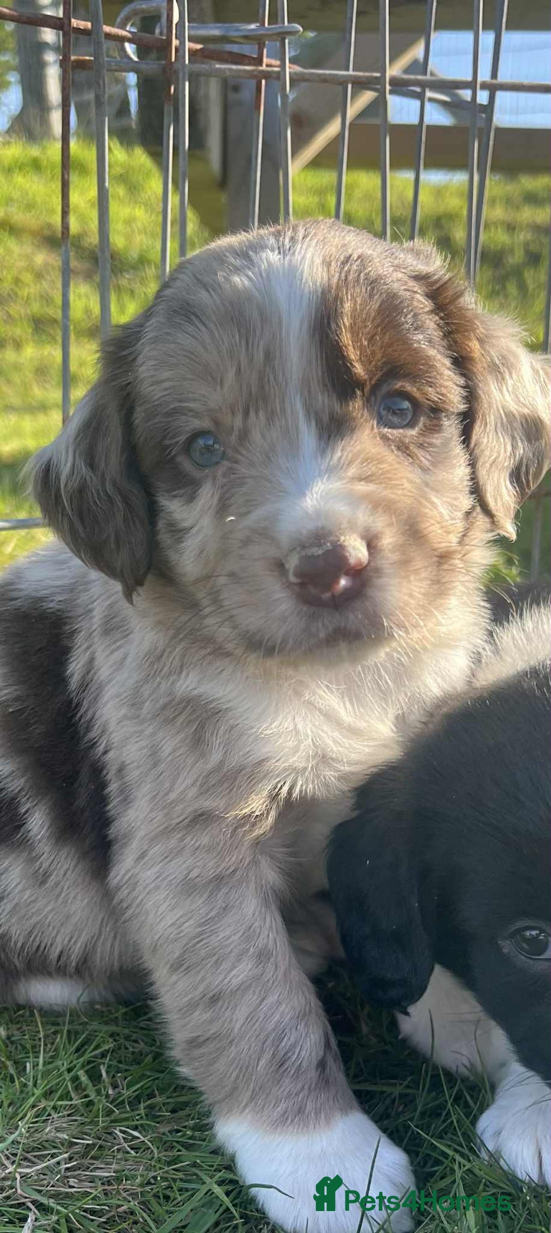 Sprollie dogs for sale: Beautiful Unique Sprollie Puppies - Image 23