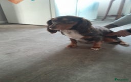 Cocker Spaniel dogs for sale: Two adult spaniels - Image 6