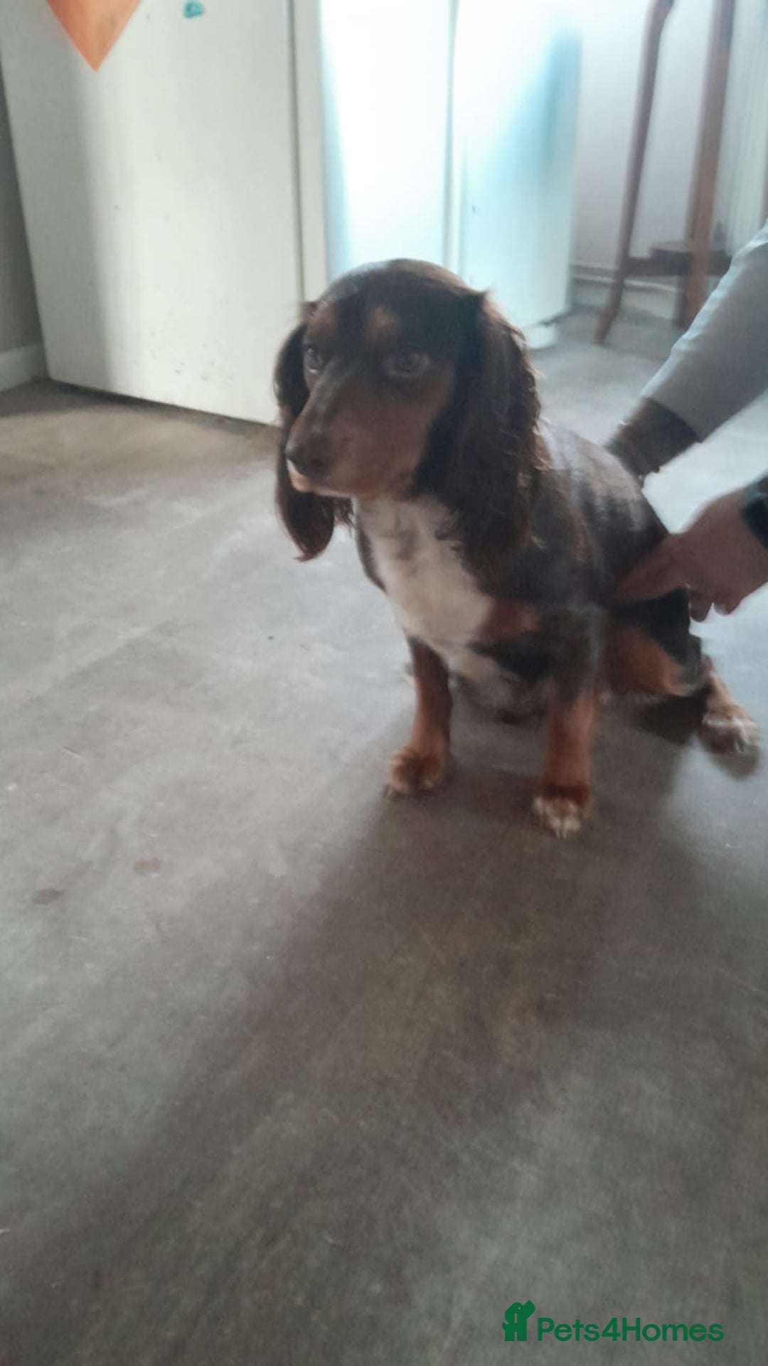 Cocker Spaniel dogs for sale: Two adult spaniels - Image 6