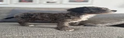 Cockapoo dogs for sale: 5x beautiful F1 cockapoo puppies  in Newbury - Advert 12