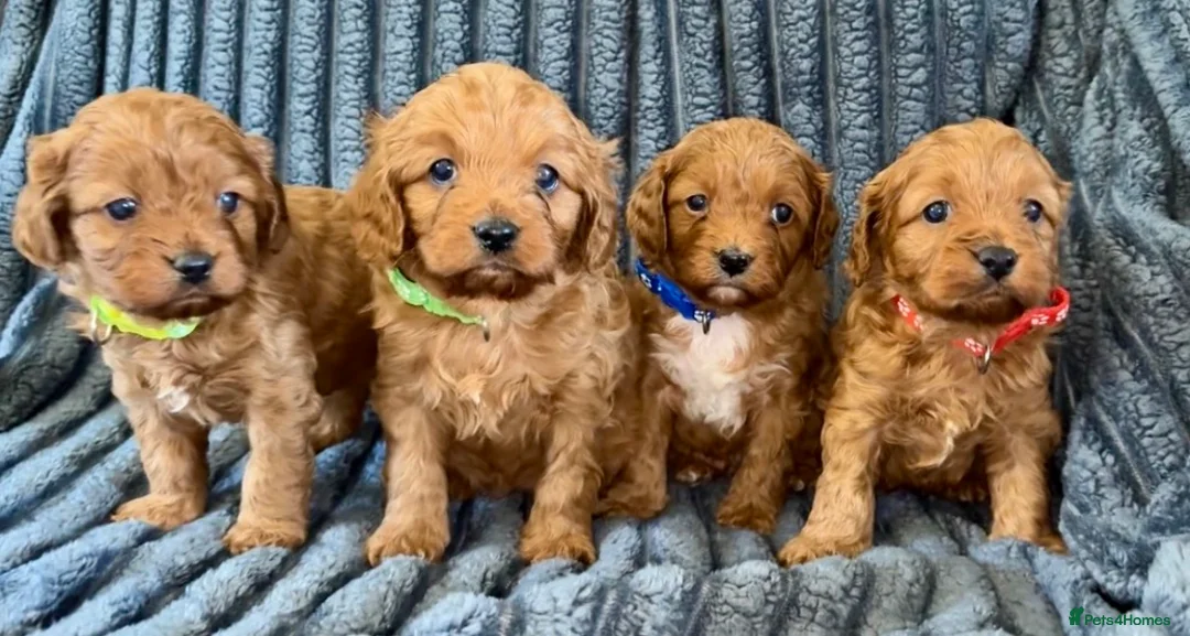 Cavapoo dogs for sale: F1 Cavapoo puppies  - Advert 15