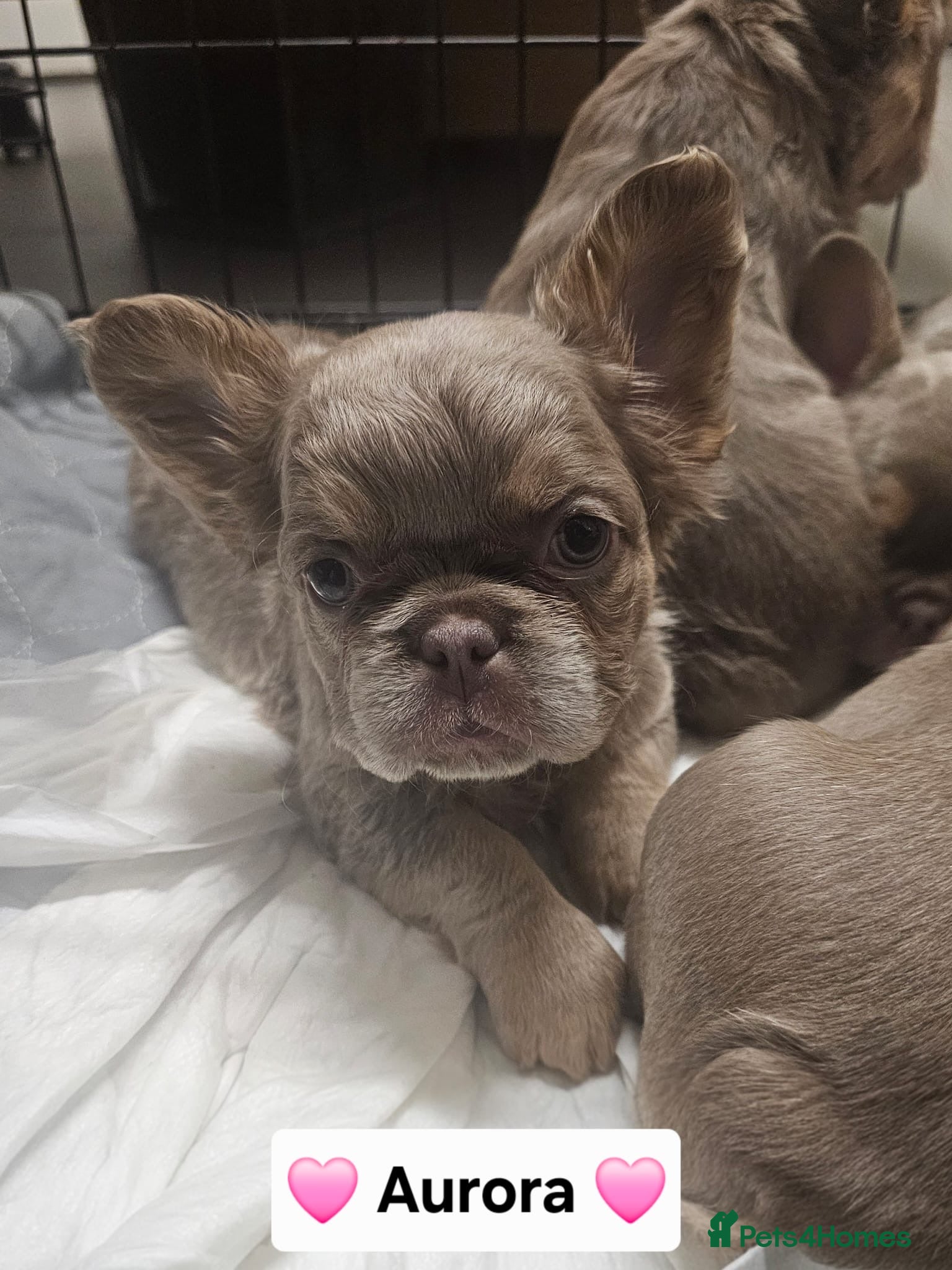French Bulldog dogs French bulldog pups - Advert 15