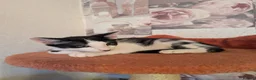 Oriental cats for sale: Mixed Oriental kittens ready for their new home  - Advert 3