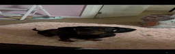 Dachshund dogs for sale: Adult Dachshund female  - Advert 8