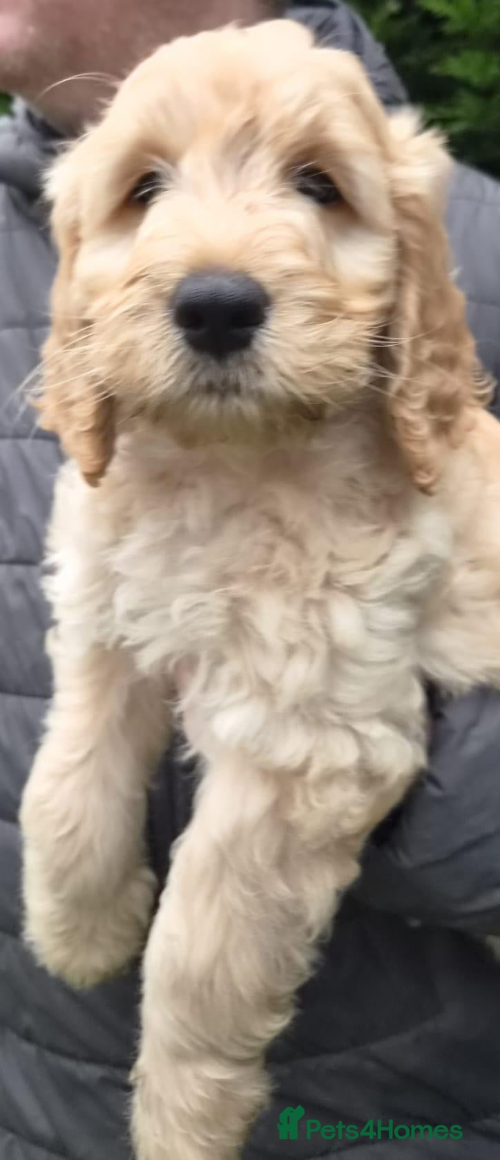 Labradoodle dogs 🐾 Multigen Labradoodle Puppy Family Raised *** - Advert 11
