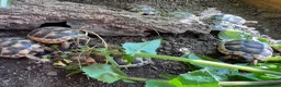 Tortoise reptiles for sale: Baby Marginated Tortoise Hatchlings - Advert 3