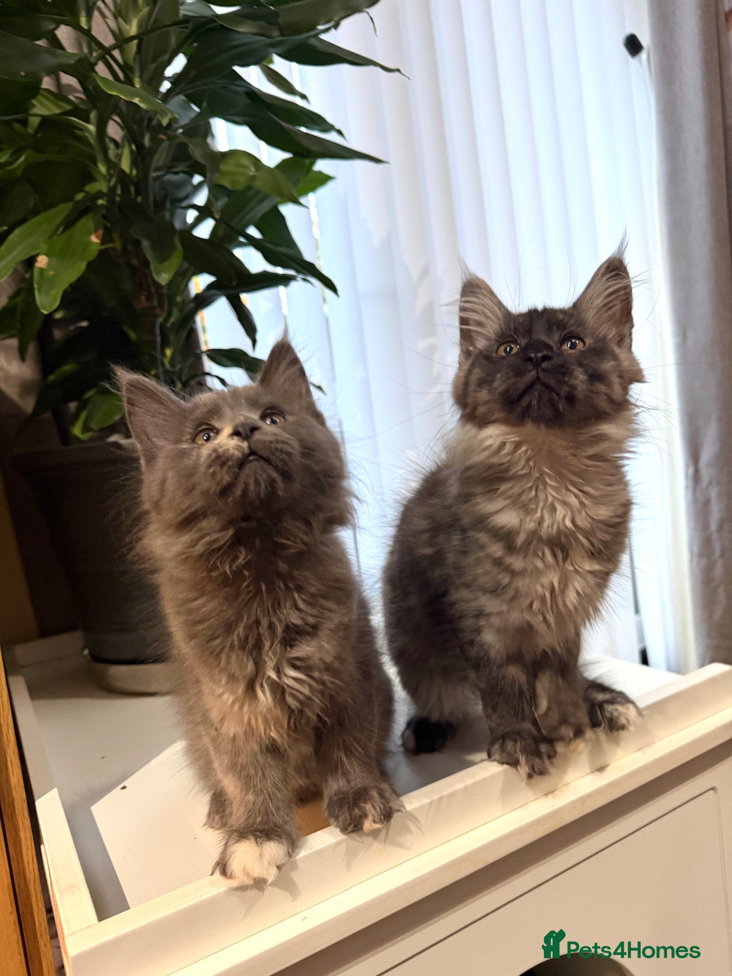 Maine Coon cats Pedigree Maine Coon kitten, super cute & playful - Advert 2
