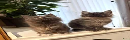 Maine Coon cats for sale: Pedigree Maine Coon kitten, super cute & playful - Advert 2