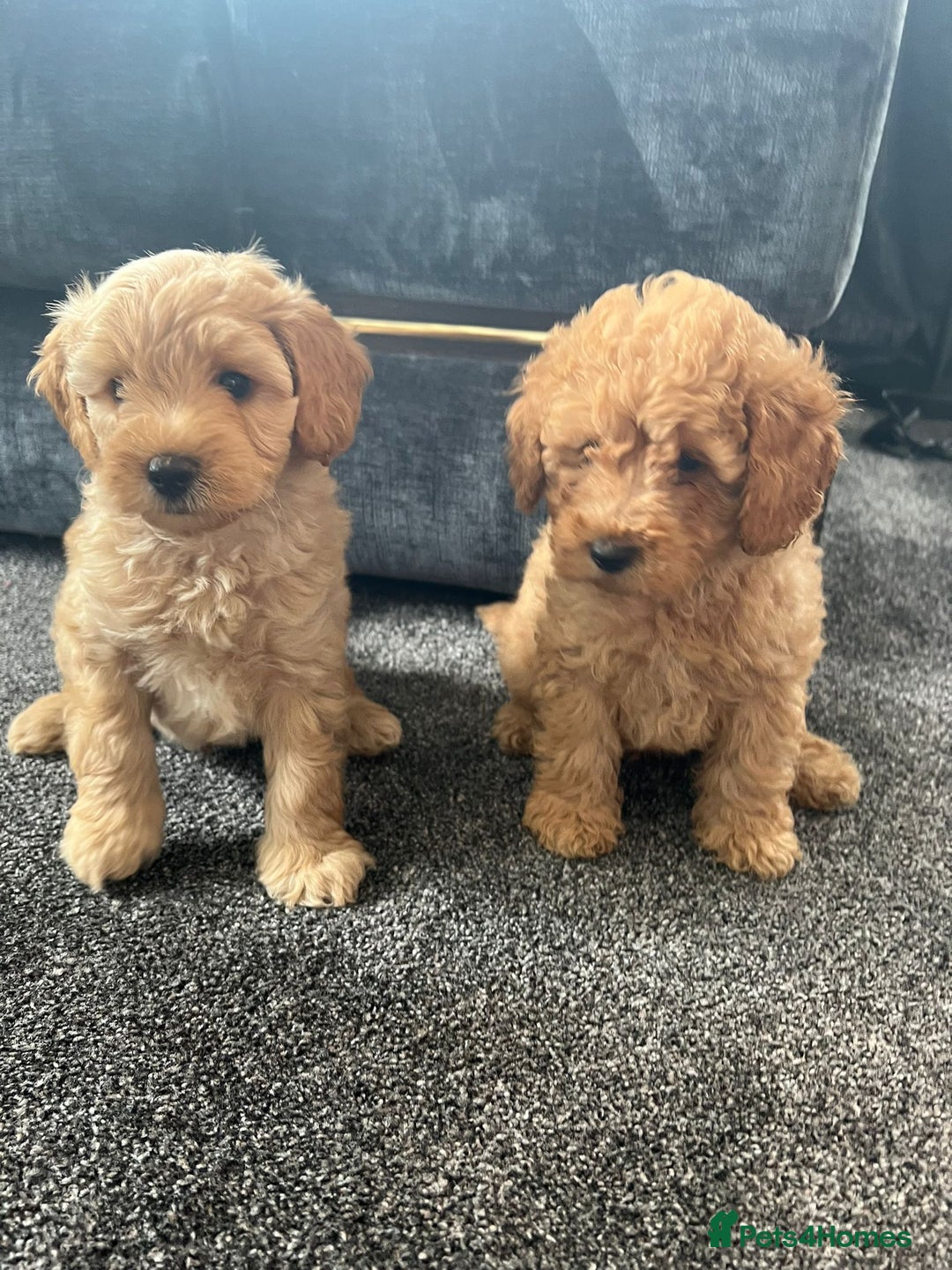 Mixed Breed dogs for sale: Cotonoodle pups - Image 7