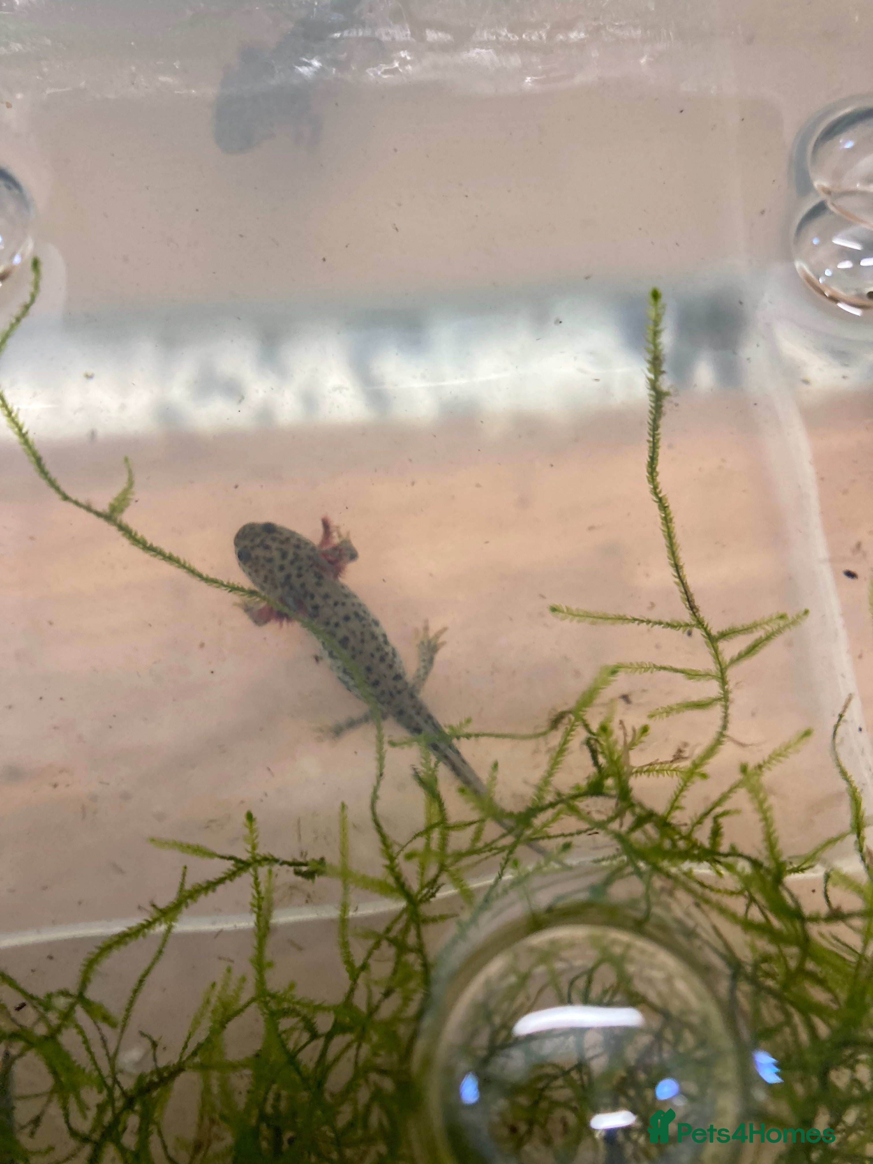 Newt reptiles Sharp ribbed newts for sale - Advert 1