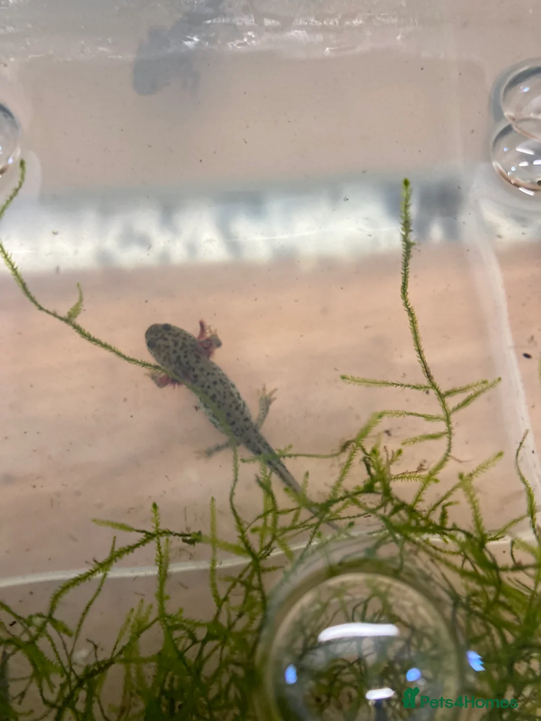 Newt reptiles for sale: Sharp ribbed newts for sale - Advert 1