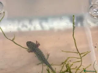 Newt reptiles Sharp ribbed newts for sale - Advert 1