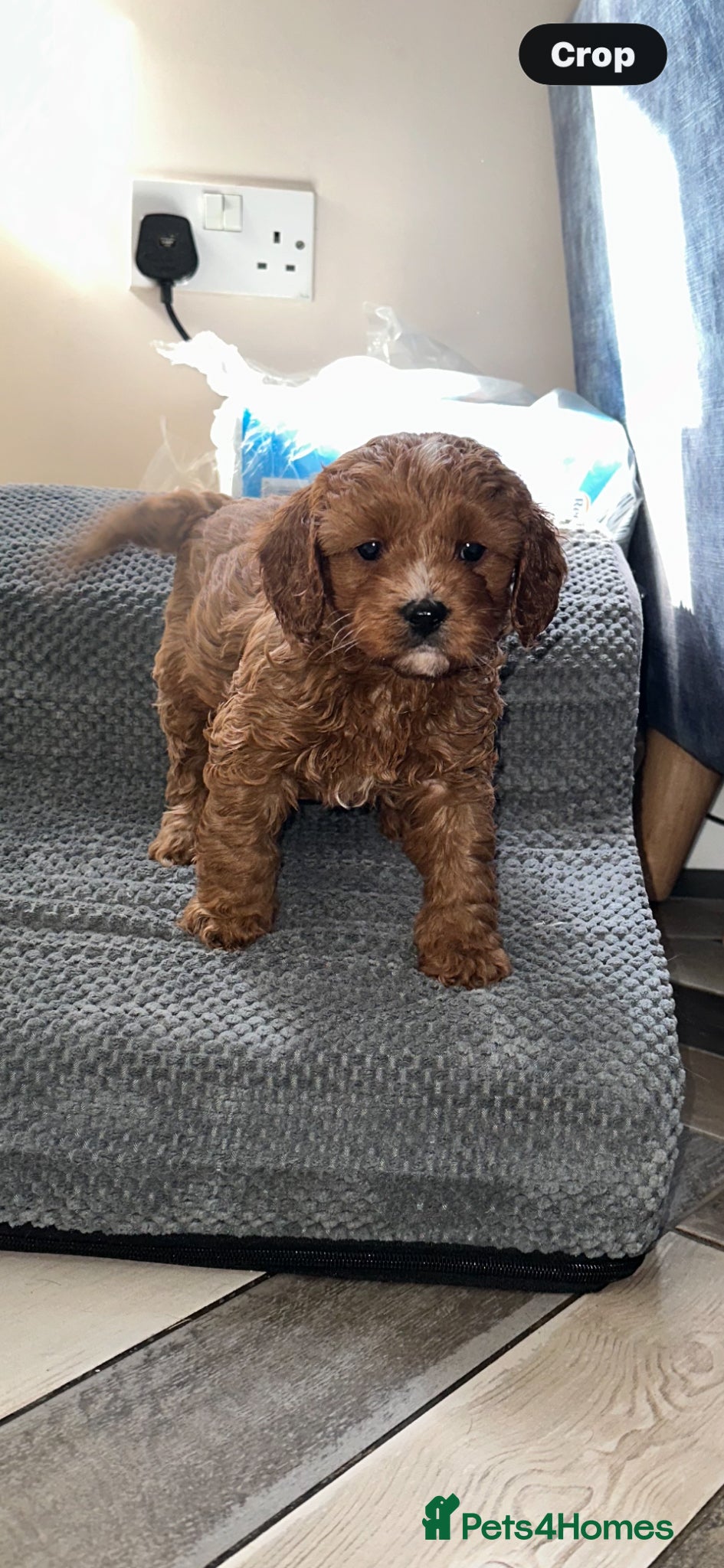 Cavapoo dogs for sale: Deep Red Cavapoo puppies  - Advert 1