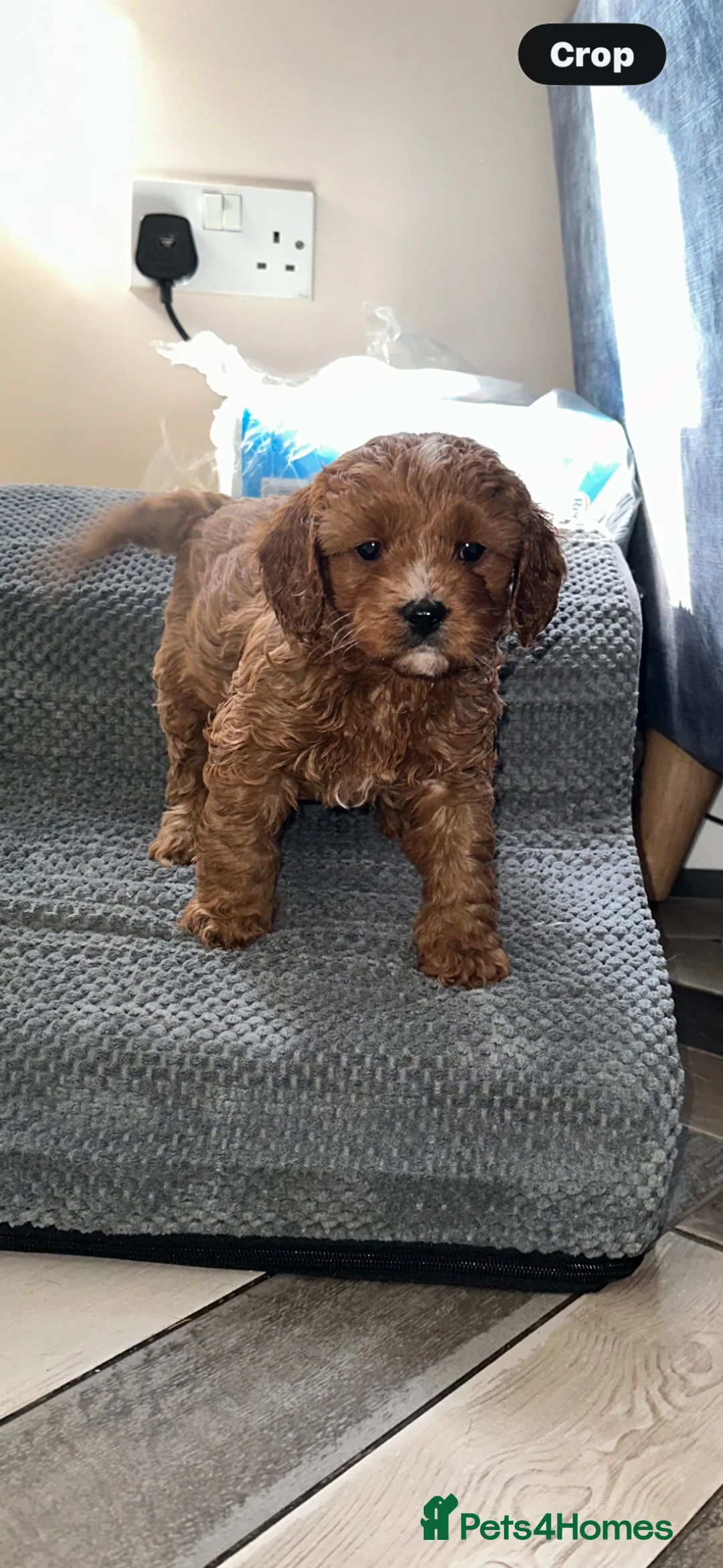 Cavapoo dogs for sale: Deep Red Cavapoo puppies  - Advert 1