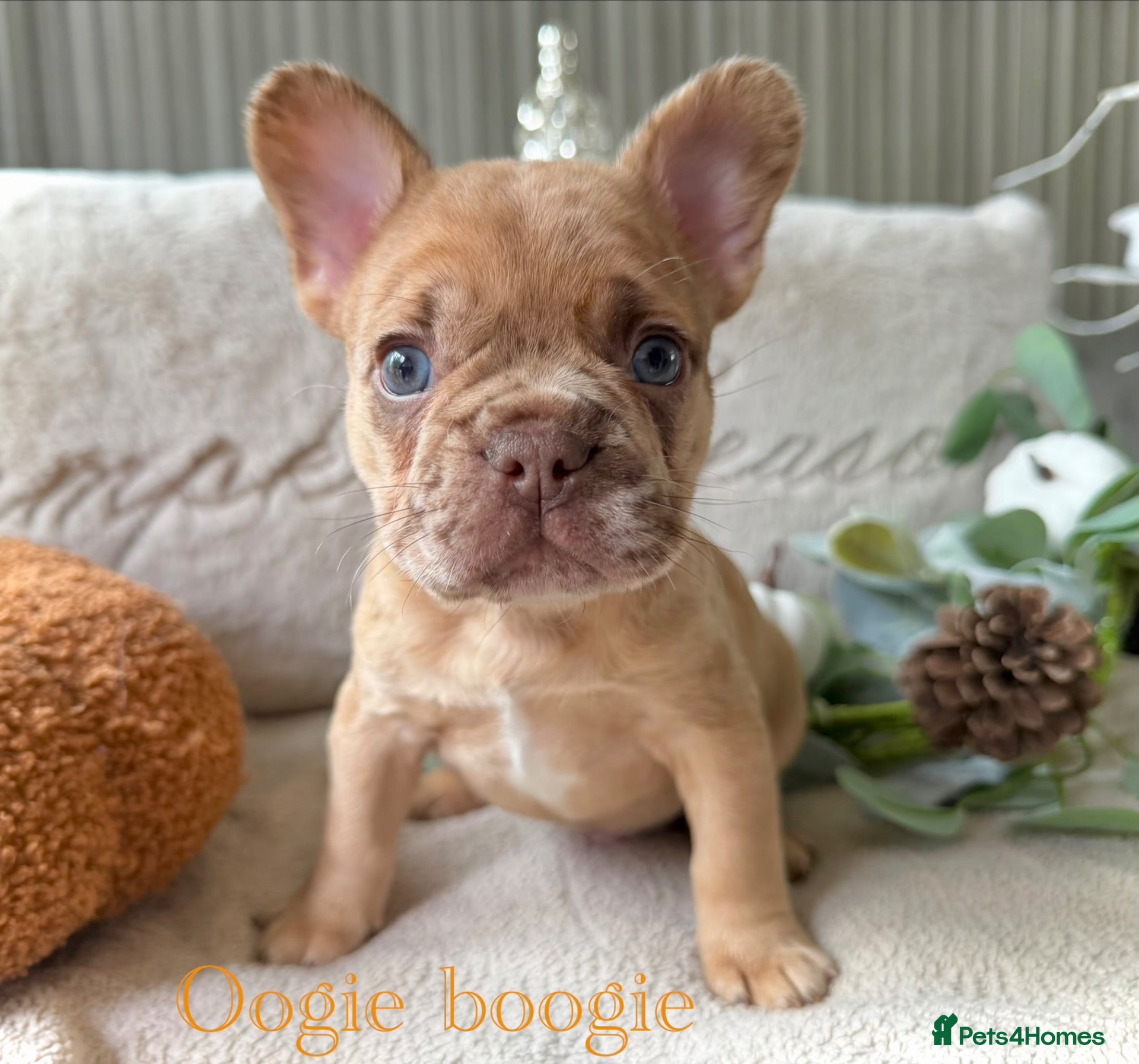 French Bulldog dogs Kc registered new shade french bulldogs  - Advert 2