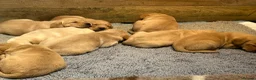 Labrador Retriever dogs for sale: KC yellow Labradors (Fox red) viewing this weekend - Advert 8
