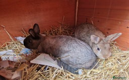 Mixed Breed rabbits for sale: Gorgeous tempered cute bonded mother daughter duo  - Image 2