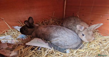 Mixed Breed rabbits - Advert 10