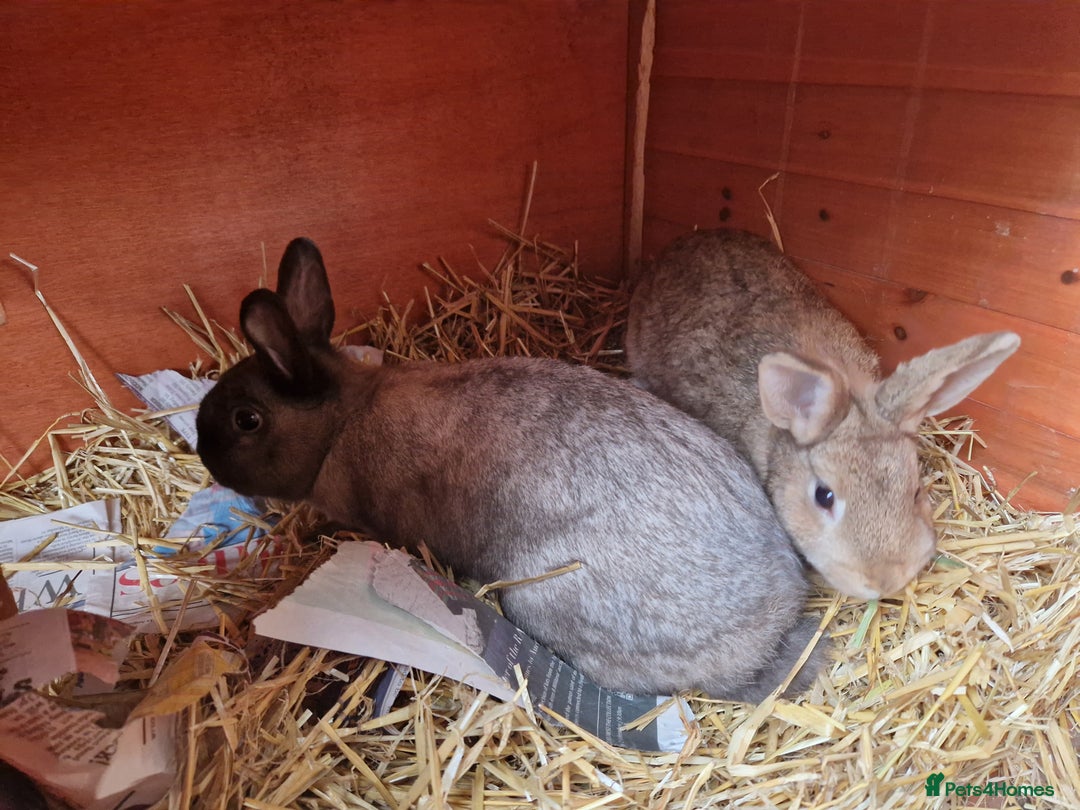 Mixed Breed rabbits for sale: Gorgeous tempered cute bonded mother daughter duo  - Image 2
