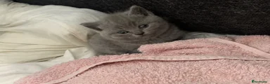 British Shorthair 2