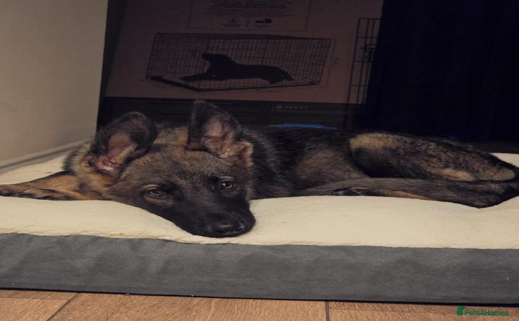 German Shepherd dogs - Advert 3
