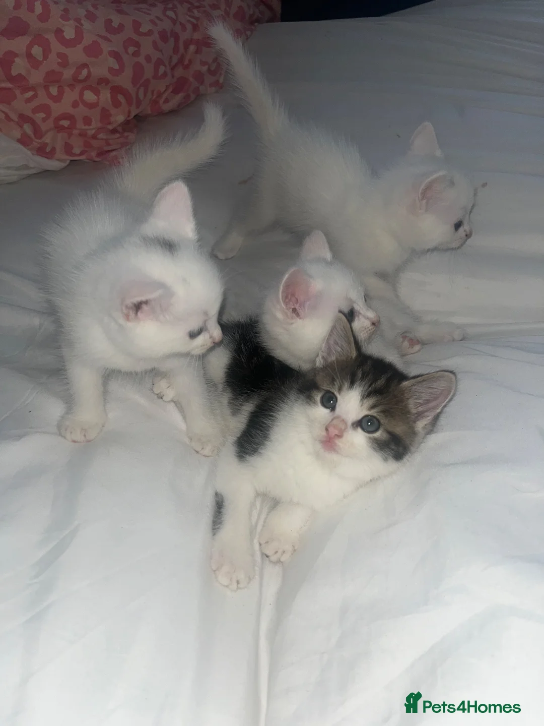 Ragdoll cats for sale: Ragdoll cross  in Bedford - Advert 1