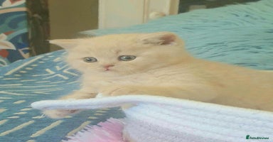 British Shorthair cats Beautiful Cream BSH Kitten (neutered) - Advert 4