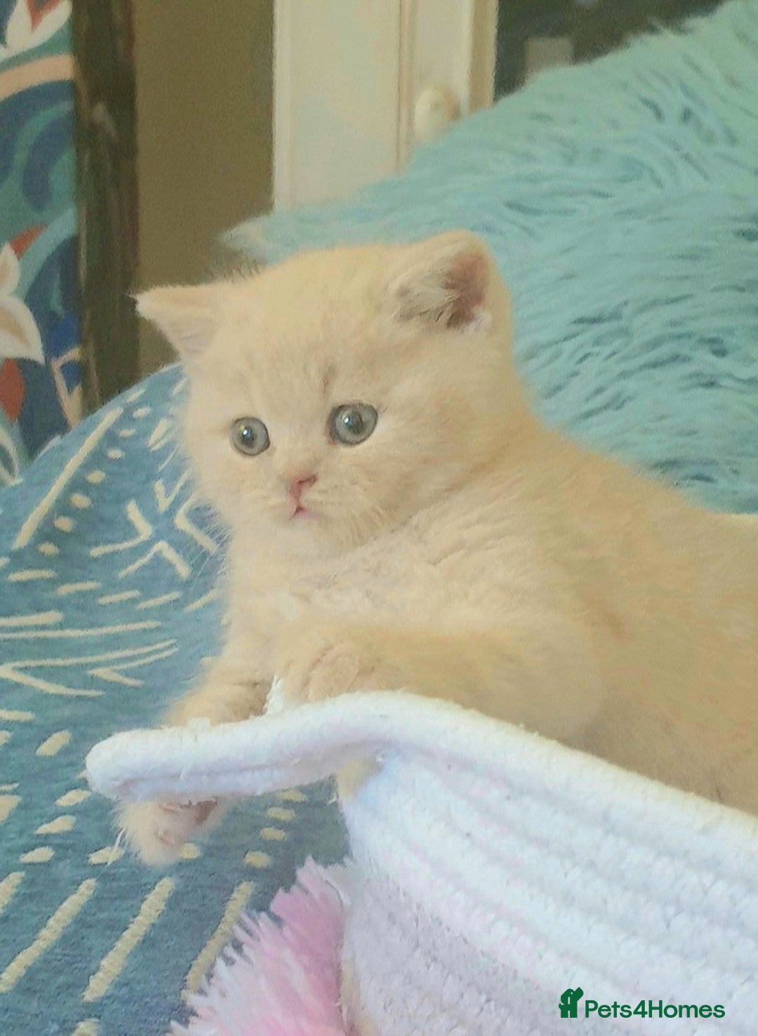 British Shorthair cats for sale: Beautiful Cream BSH Kitten (neutered) - Advert 2