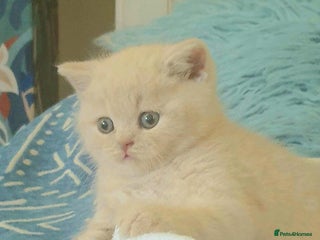 British Shorthair cats - Advert 35