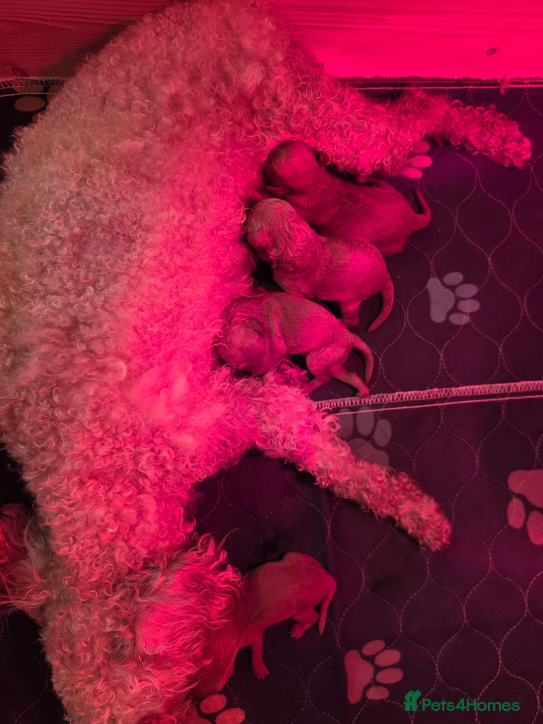 Toy Poodle dogs for sale: Kc registered toy poodle  in Bradford - Advert 1