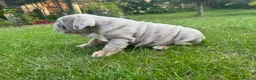 English Bulldog dogs for sale: Top Quality English Bulldog Pups Not Your Usual  in Colchester - Advert 5