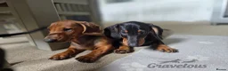 Dachshund dogs for sale: Beautiful KC Standard Dachshund Puppies - Advert 1