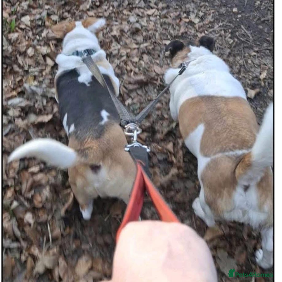 Mixed Breed dogs for adoption: Herbie and Bronn - Advert 2