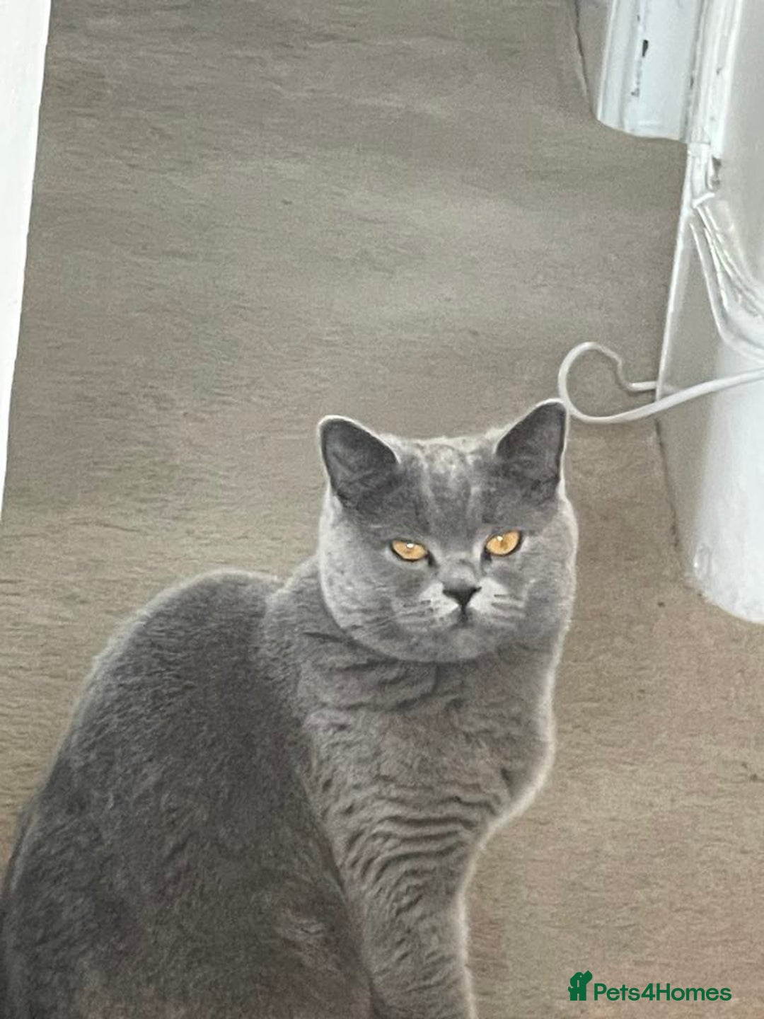 British Shorthair cats for sale: British short hair cute  - Advert 6