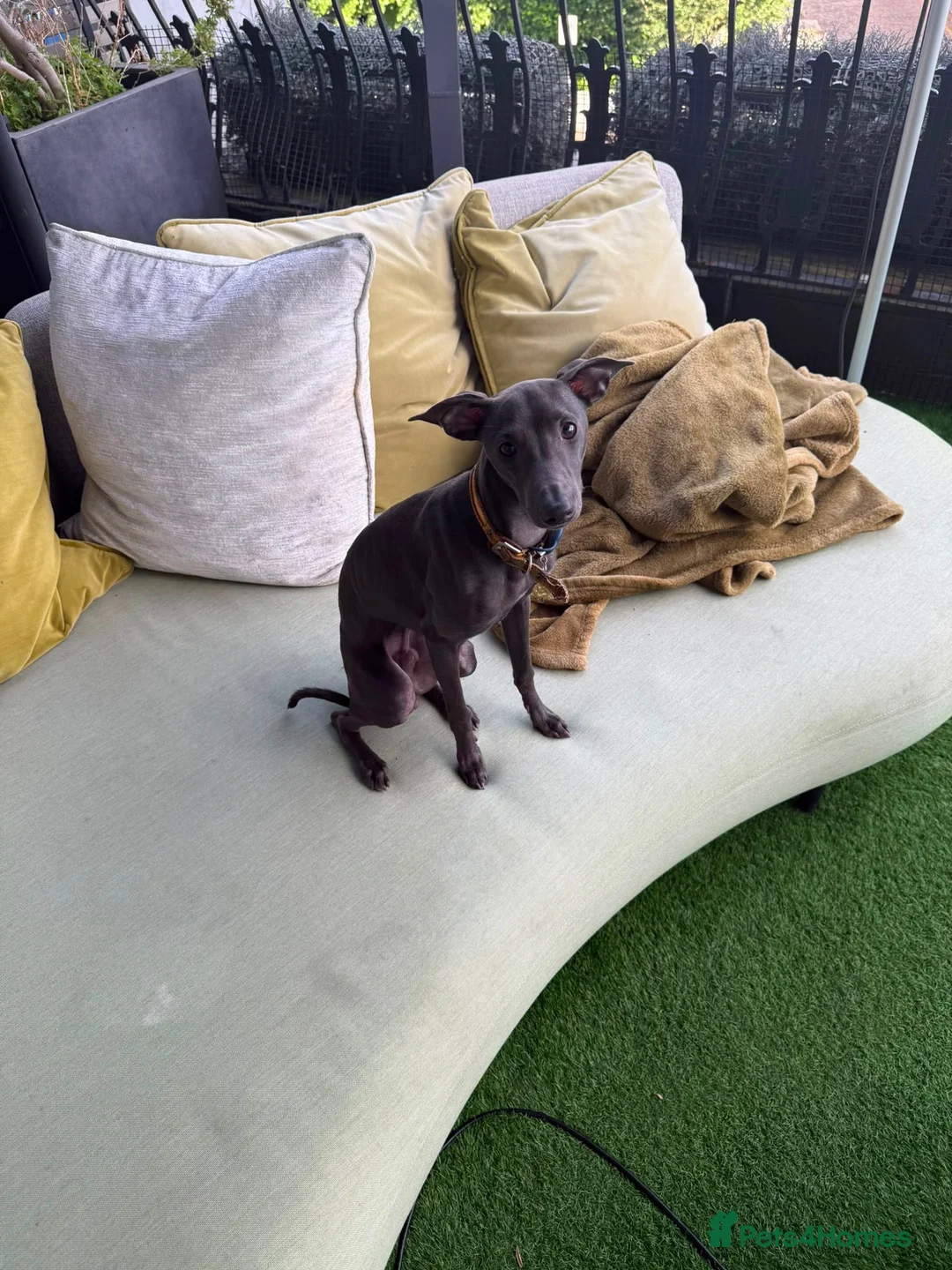Italian Greyhound dogs for sale: BEAUTIFUL ITALIAN GREYHOUND PUPPIES  - Advert 39