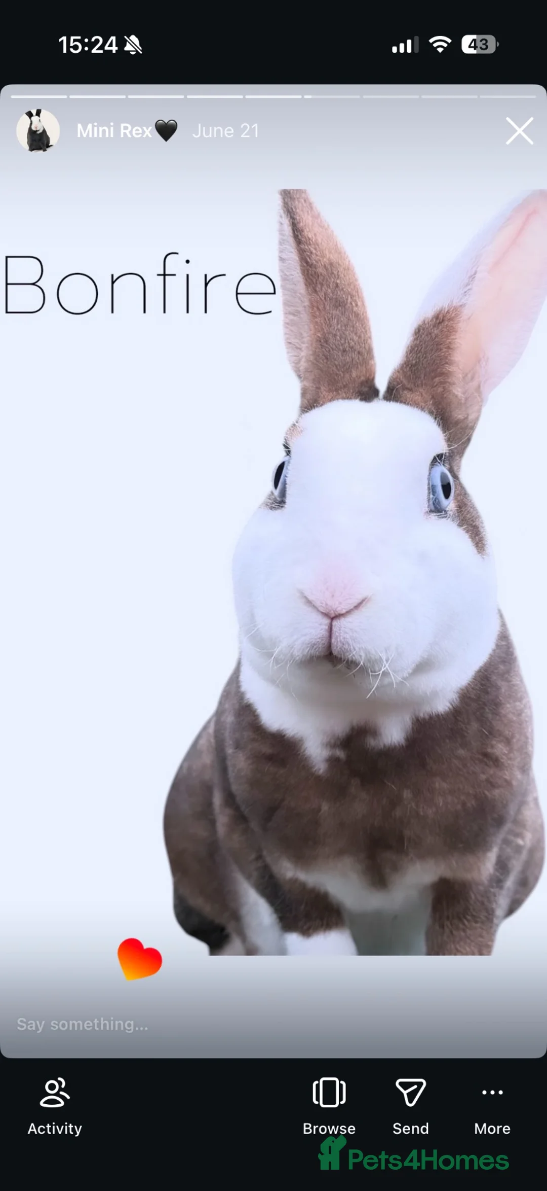 Rex rabbits for sale: 2 x female mini rex sisters - Advert 5