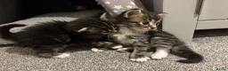 Mixed Breed cats for sale: Grey tabbies for sale - Advert 8
