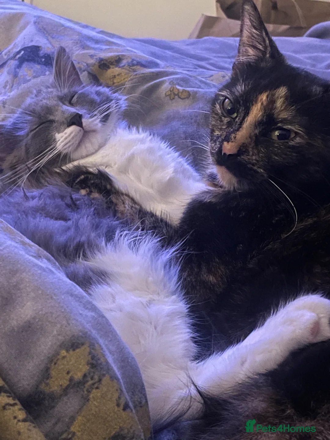 Mixed Breed cats for sale: Tortoishell and long haired mixed  in London - Advert 1