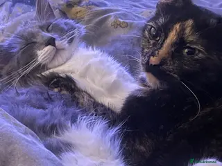 Mixed Breed cats Tortoishell and long haired mixed - Advert 2