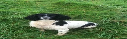 Sprocker dogs for sale: Beautiful Sprocker Puppies - Advert 1
