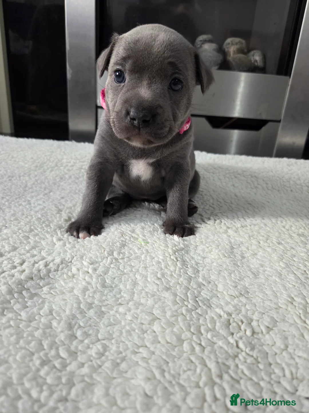 Staffordshire Bull Terrier dogs for sale: Staffordshire bull terrier blue-white - Advert 20