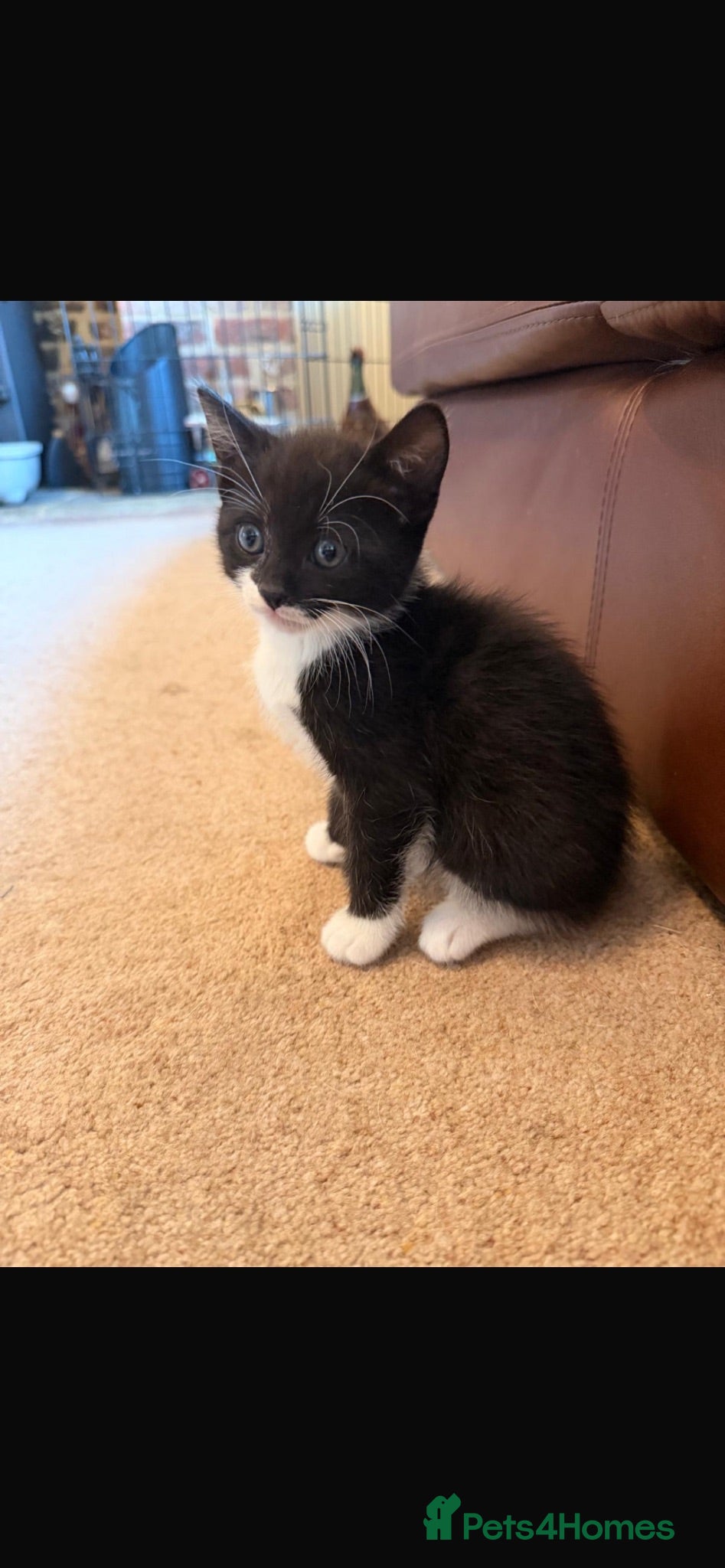 Mixed Breed cats Litter of 8 week old beautiful kittens for sale  - Advert 2
